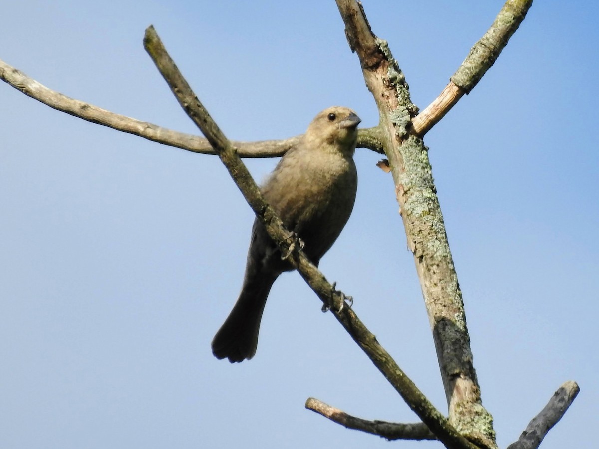 Brown-headed Cowbird - Sean Zurbrick