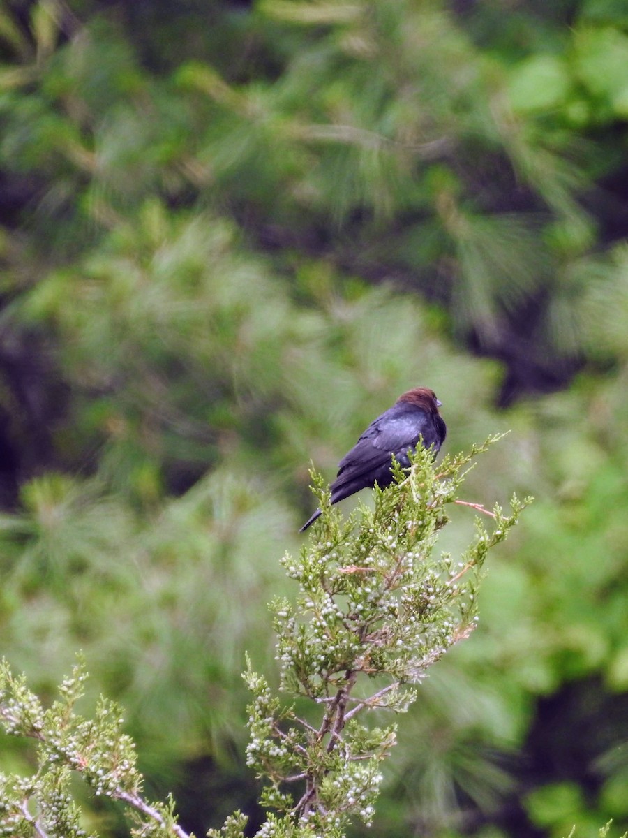 Brown-headed Cowbird - ML243620761