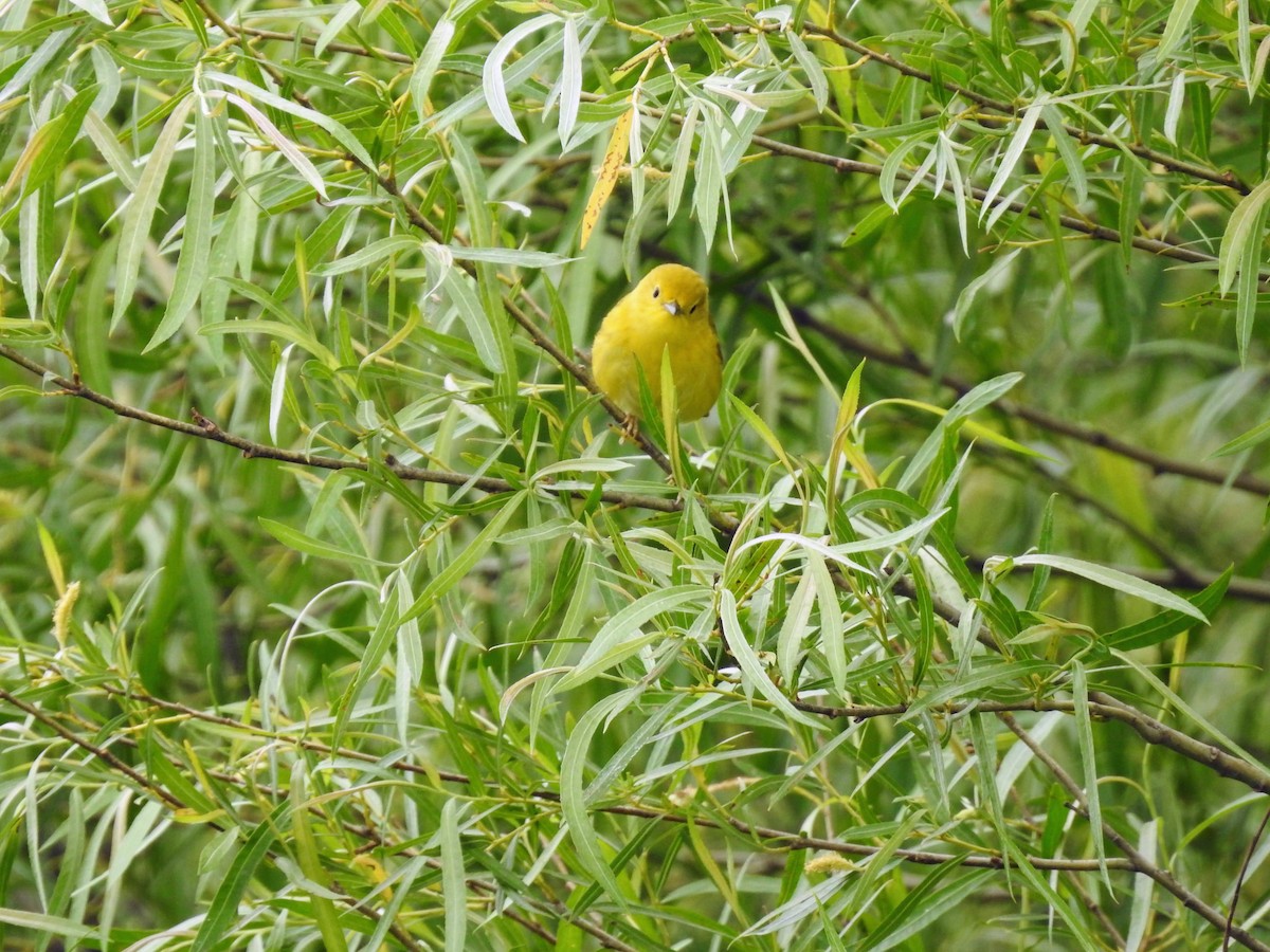 Paruline jaune - ML243620841