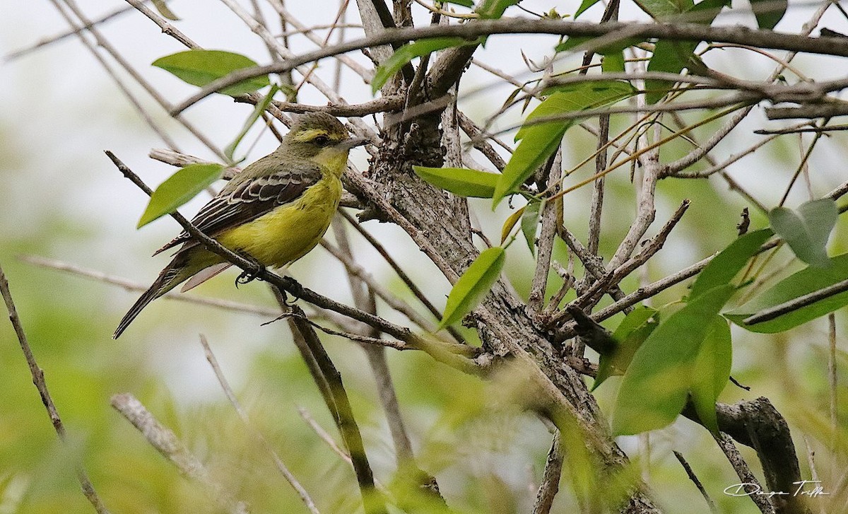 Yellow-browed Tyrant - Diego Trillo