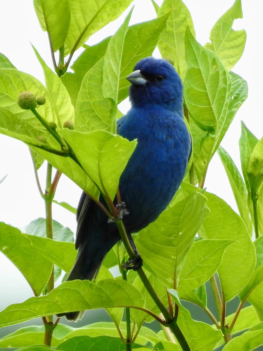 Indigo Bunting - ML243620941