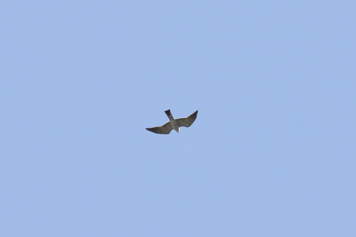 Mississippi Kite - ML243621361