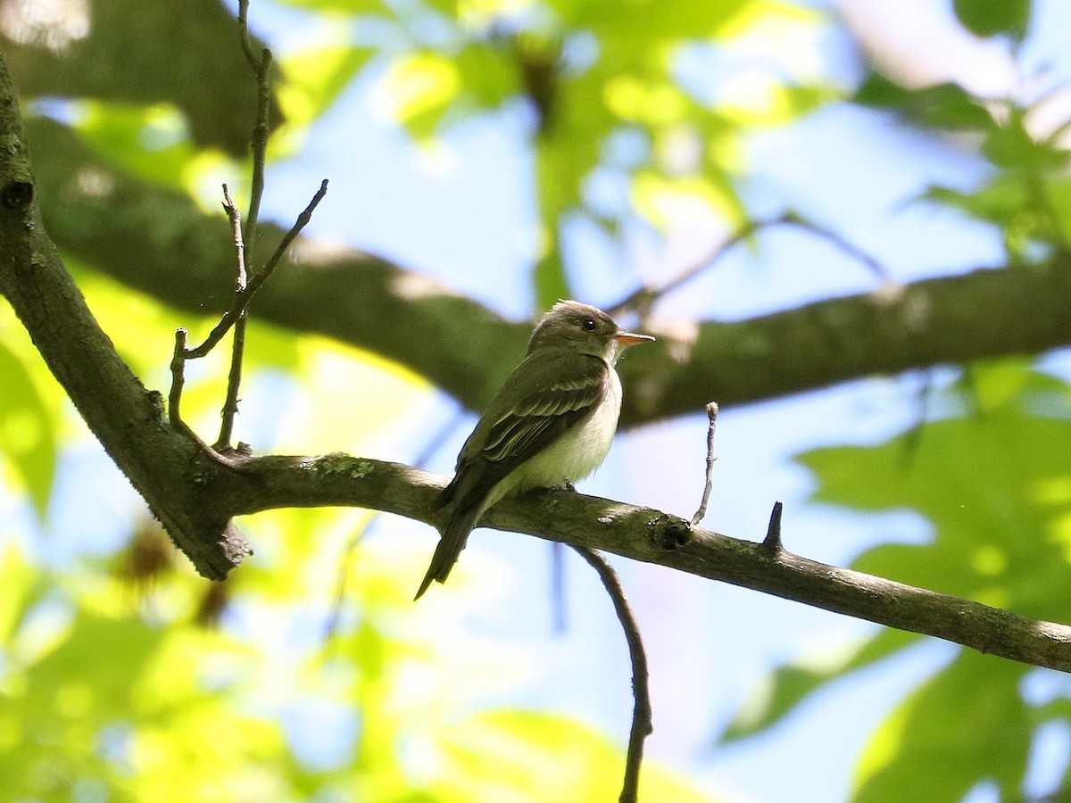 Eastern Wood-Pewee - Mike Lee