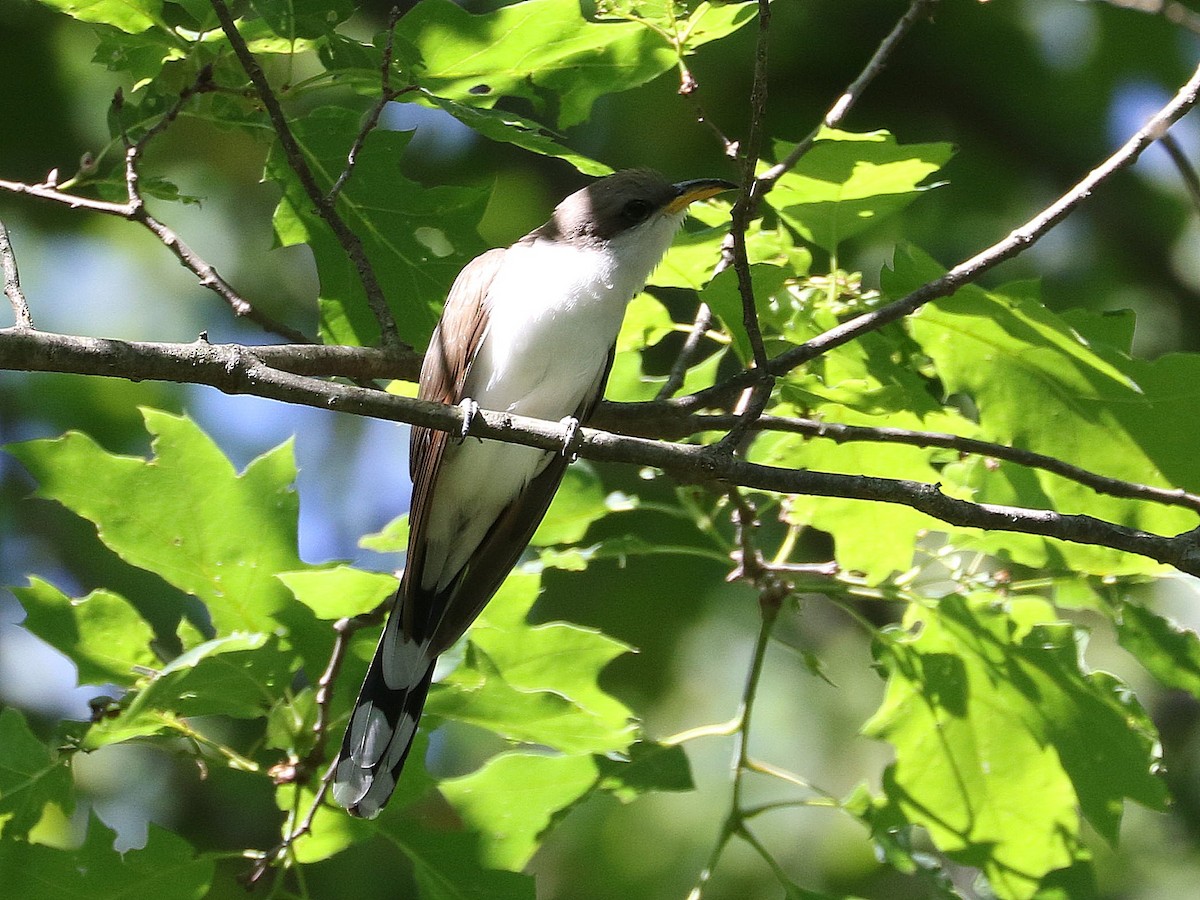 Yellow-billed Cuckoo - ML243622211