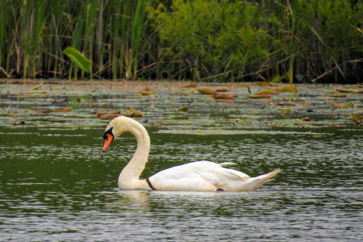 Cygne tuberculé - ML243622371