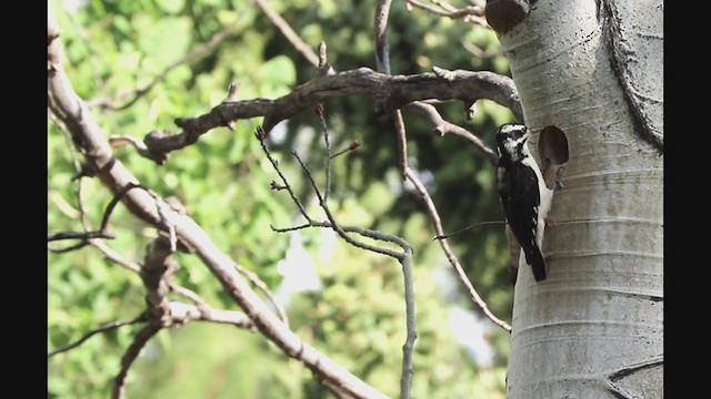 Hairy Woodpecker - ML243622521
