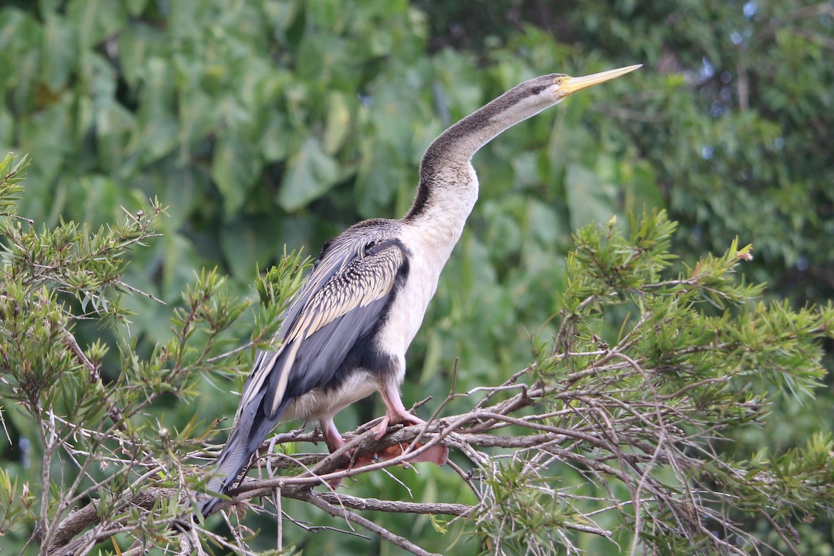 anhinga australská - ML243623111