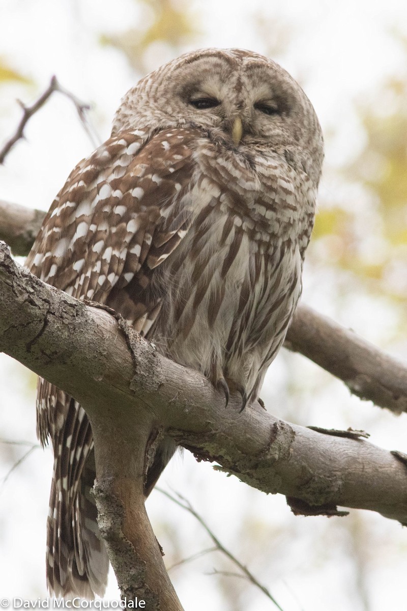 Barred Owl - ML243623241
