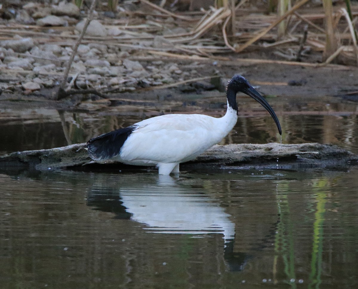 Australian Ibis - ML243624221