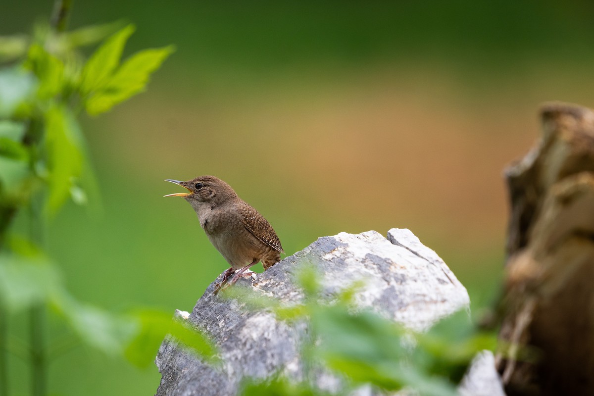 House Wren - ML243625201