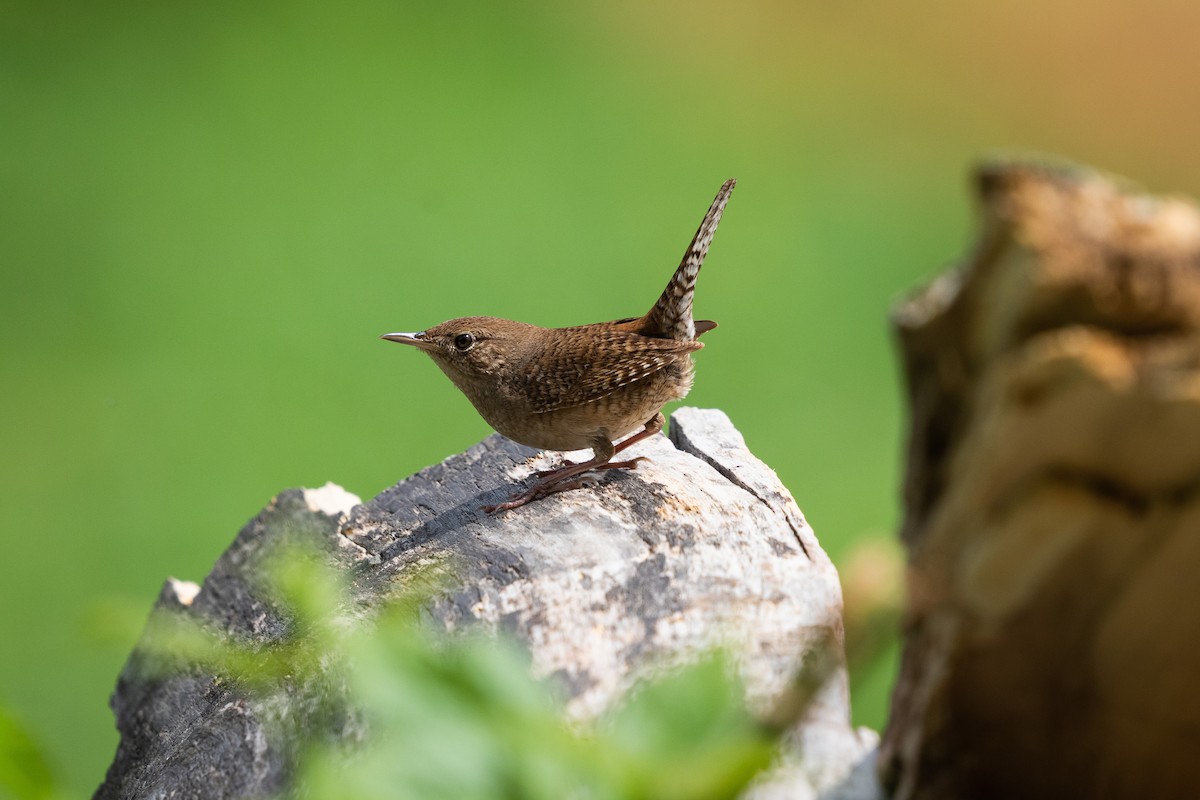 House Wren - ML243625221