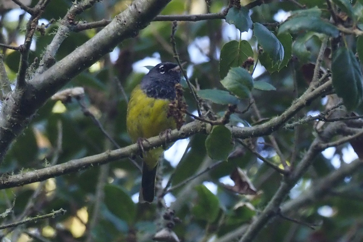 MacGillivray's Warbler - ML243625731