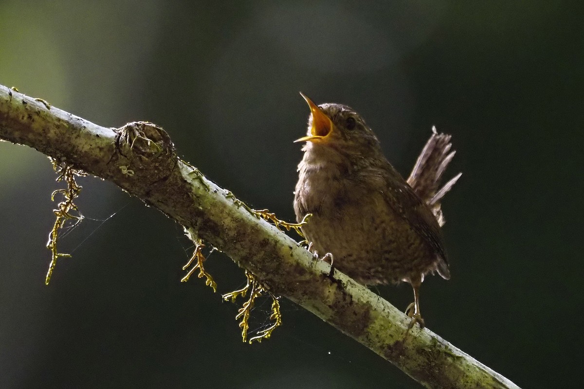 Pacific Wren - ML243625861