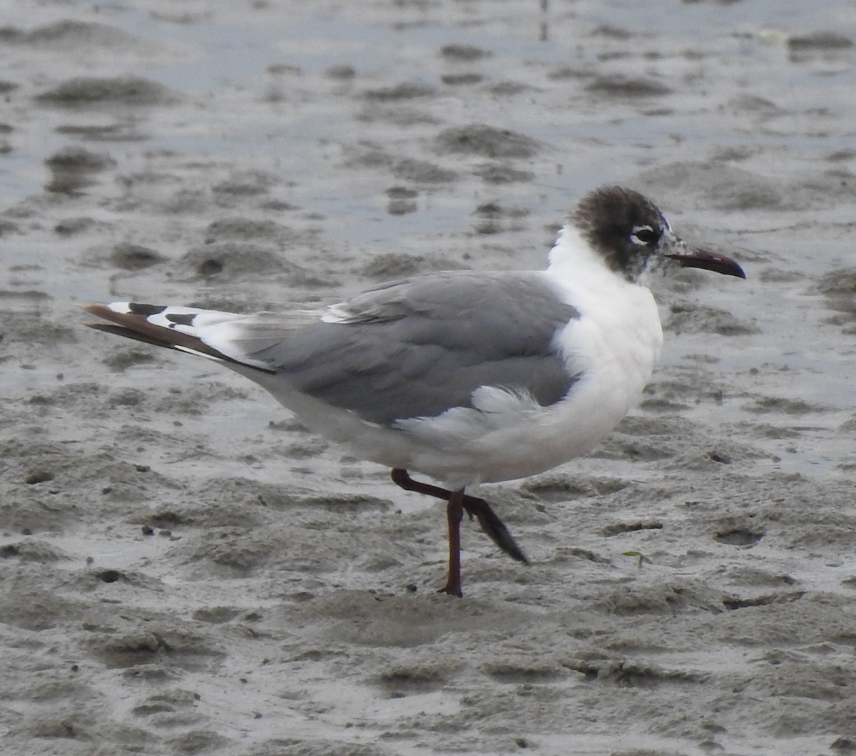 Franklin's Gull - ML243626091