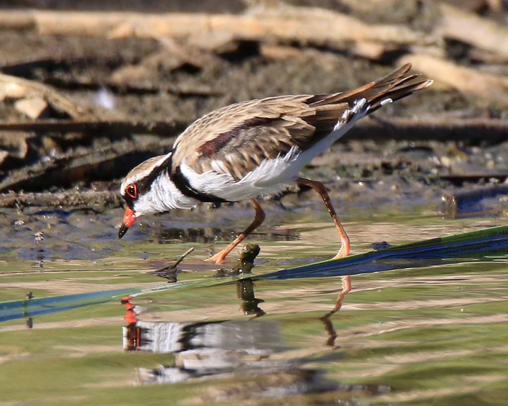 Black-fronted Dotterel - ML243626271