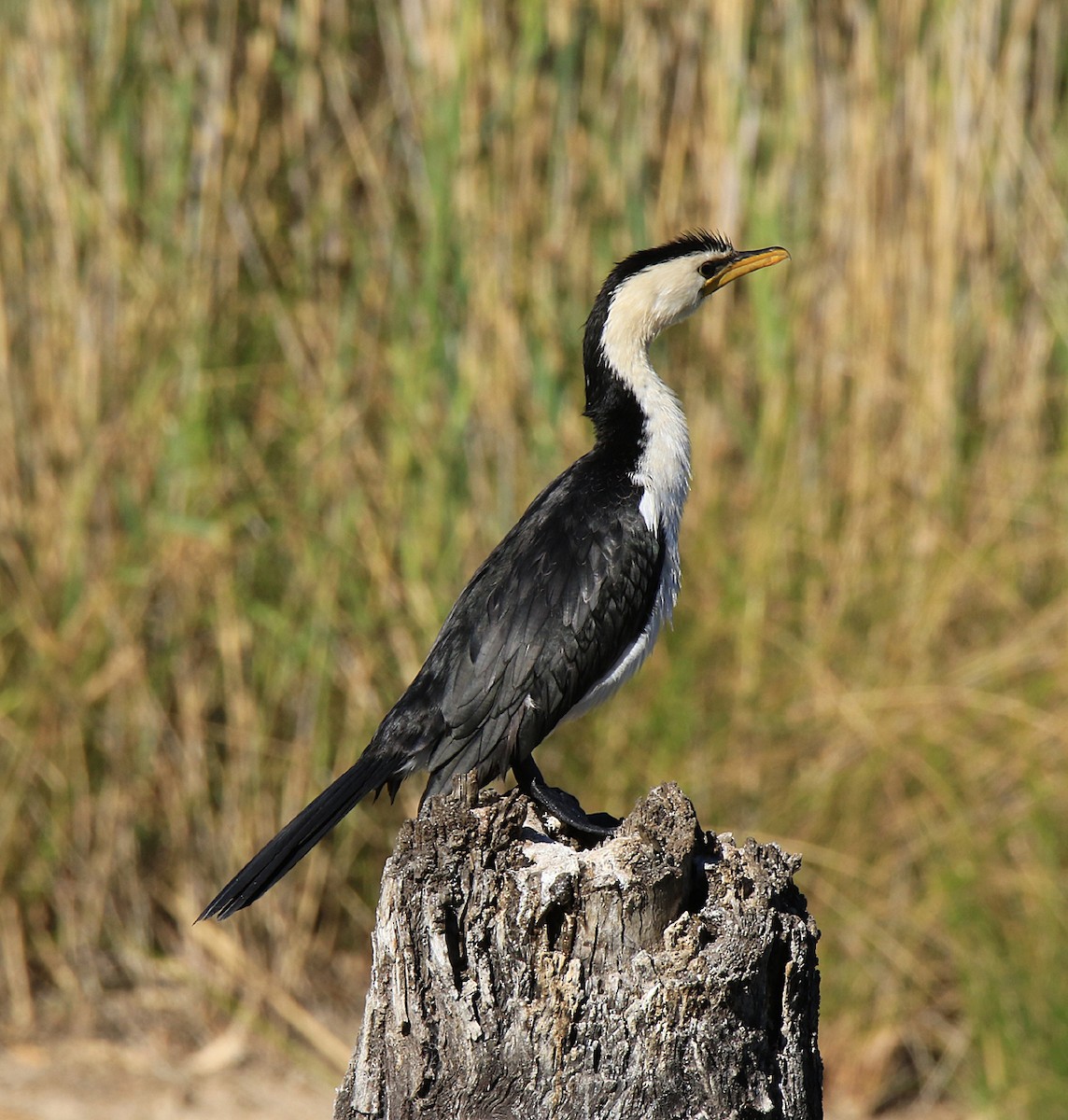 Little Pied Cormorant - ML243627311