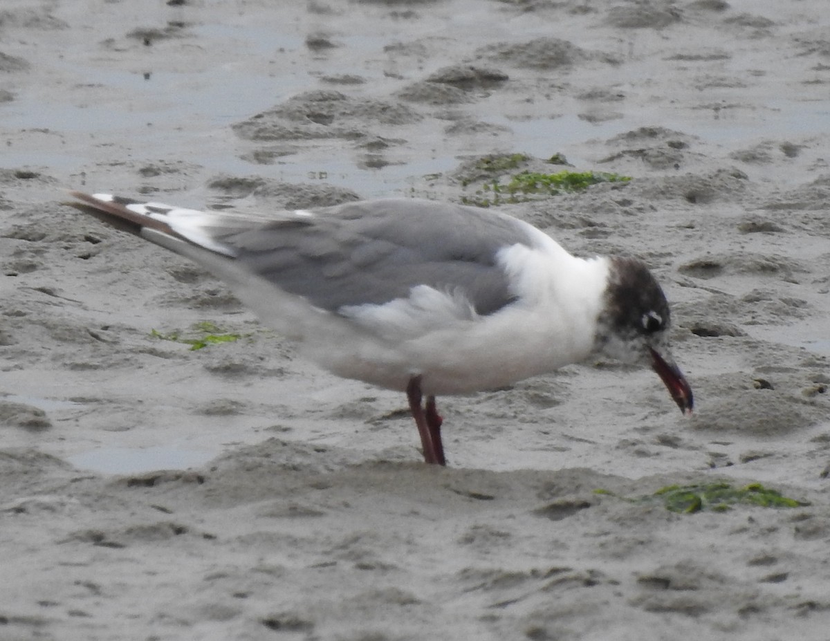 Franklin's Gull - Team Ona