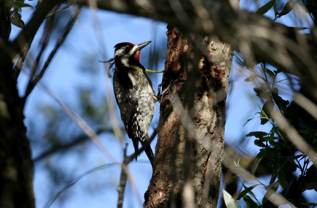 Yellow-bellied Sapsucker - ML243627741