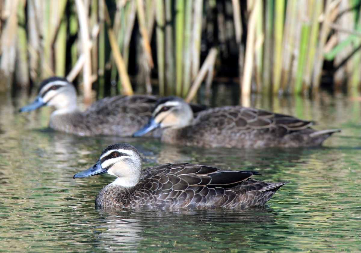 Pacific Black Duck - ML243627991
