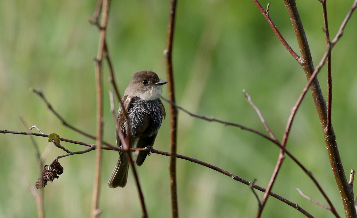 Eastern Phoebe - ML243628521