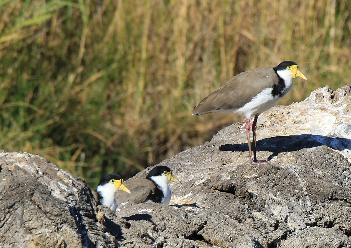 Masked Lapwing - ML243628661