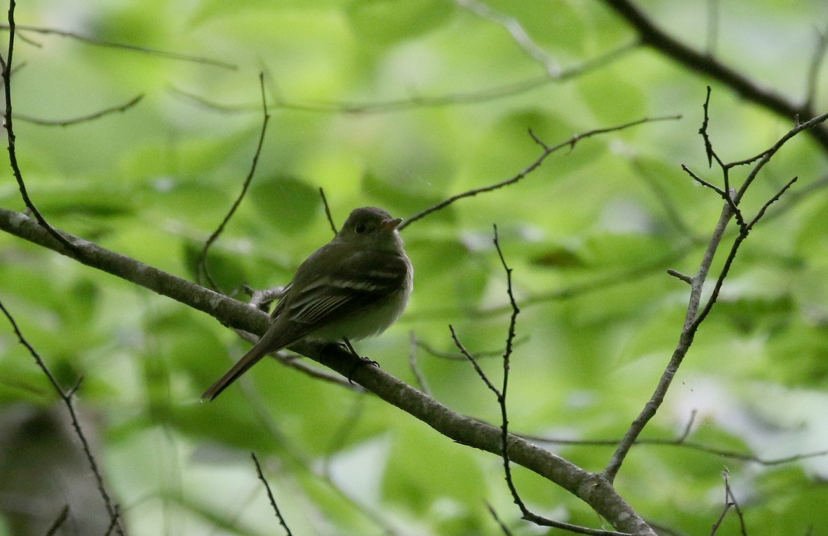 Acadian Flycatcher - ML243628991