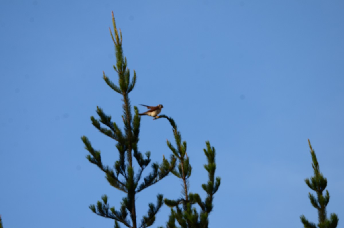 American Kestrel - ML243629631