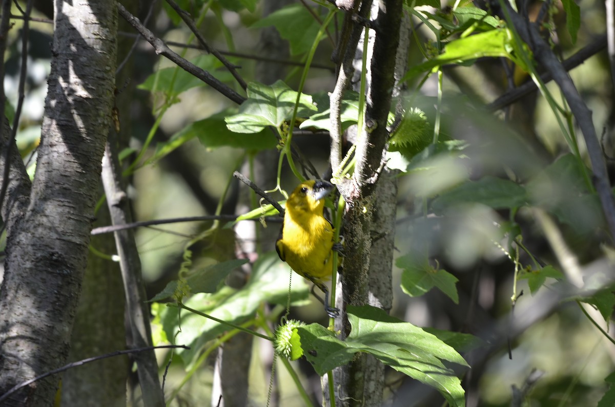 Golden Grosbeak - ML243630051