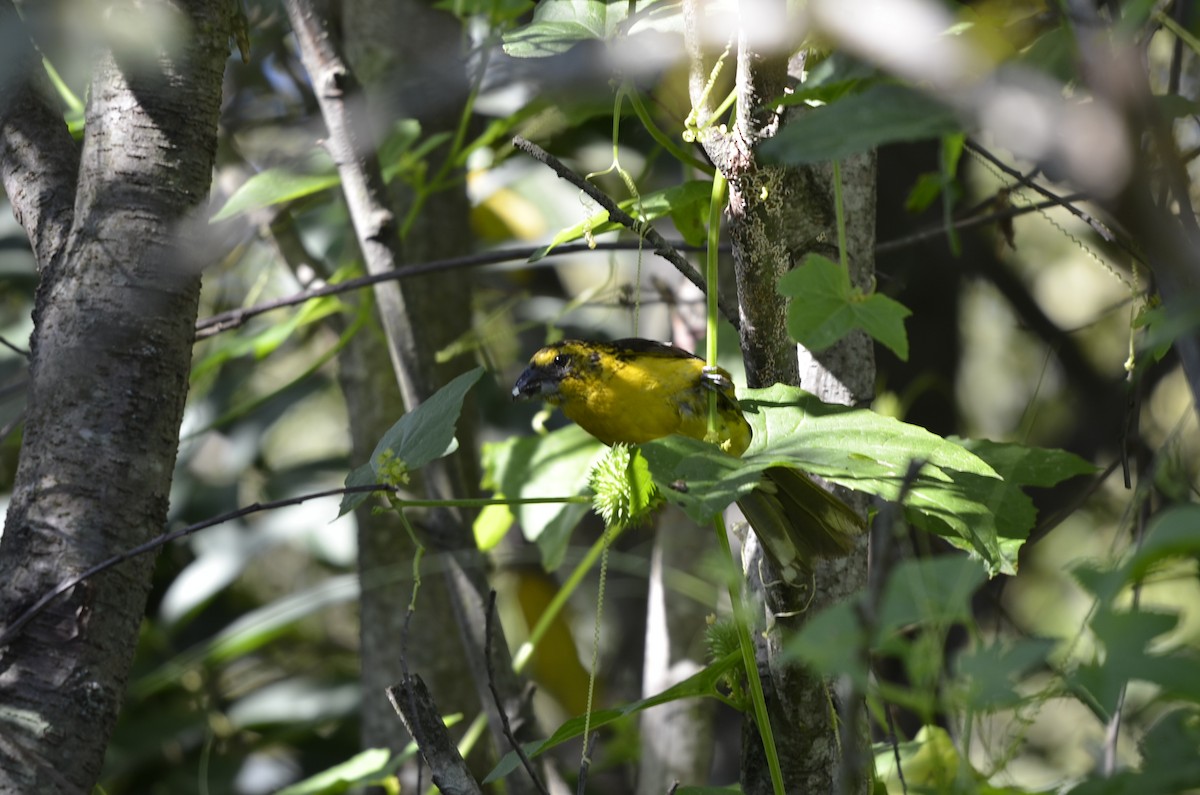 Golden Grosbeak - ML243630141