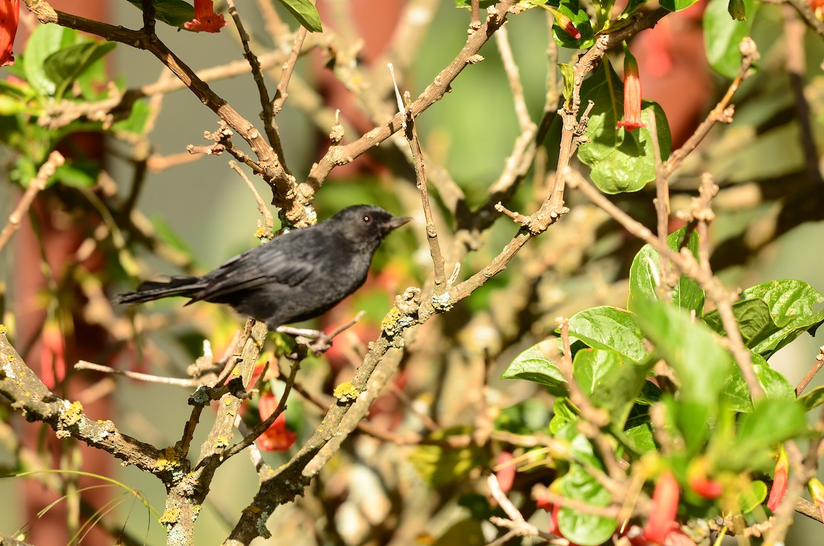 Black Flowerpiercer - ML243630231