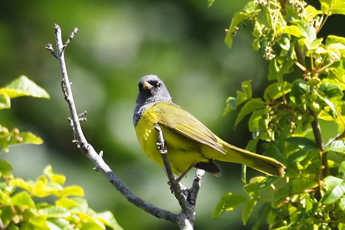 MacGillivray's Warbler - ML243630431