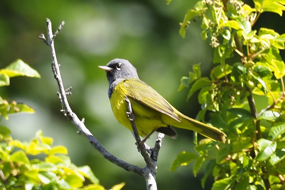 MacGillivray's Warbler - ML243630441
