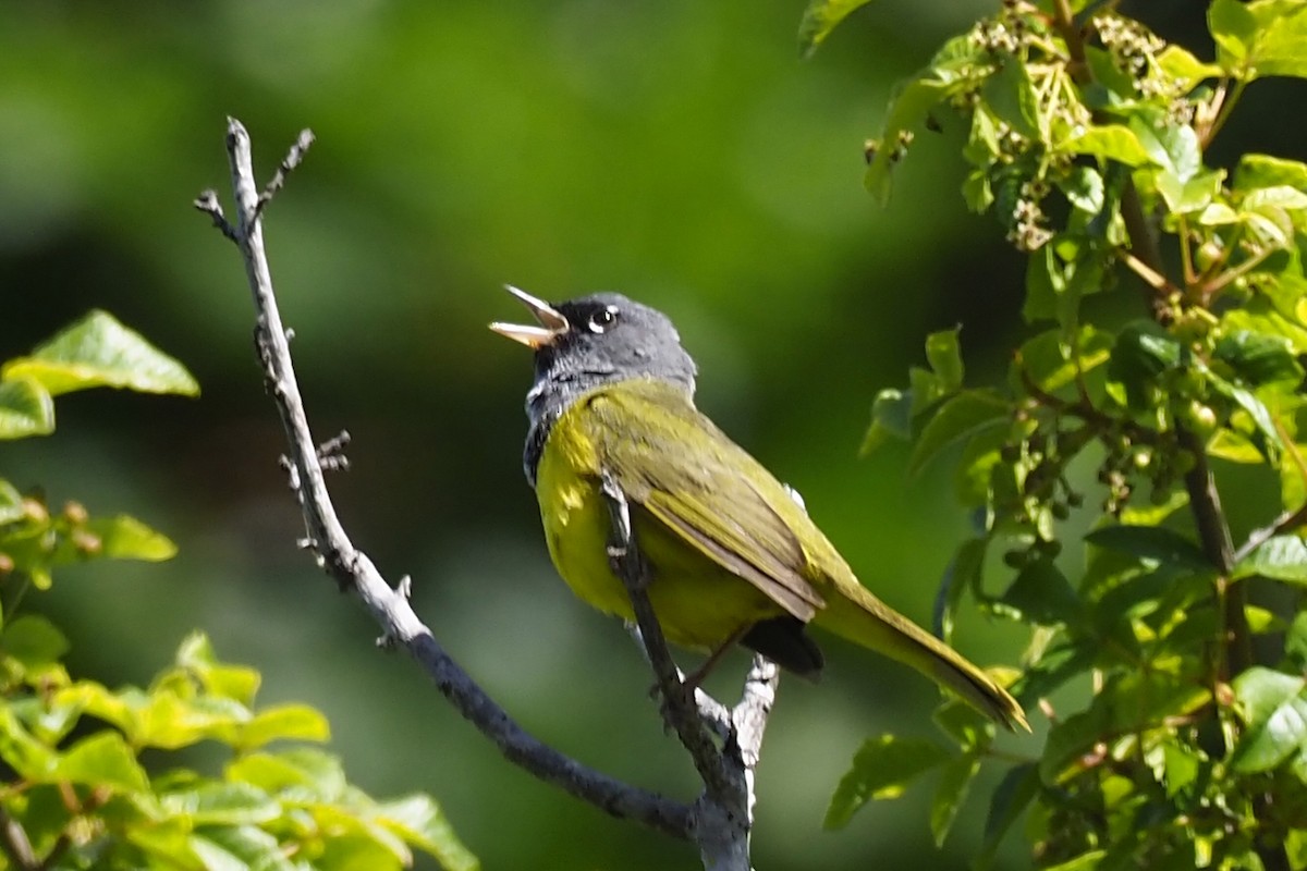 MacGillivray's Warbler - ML243630451