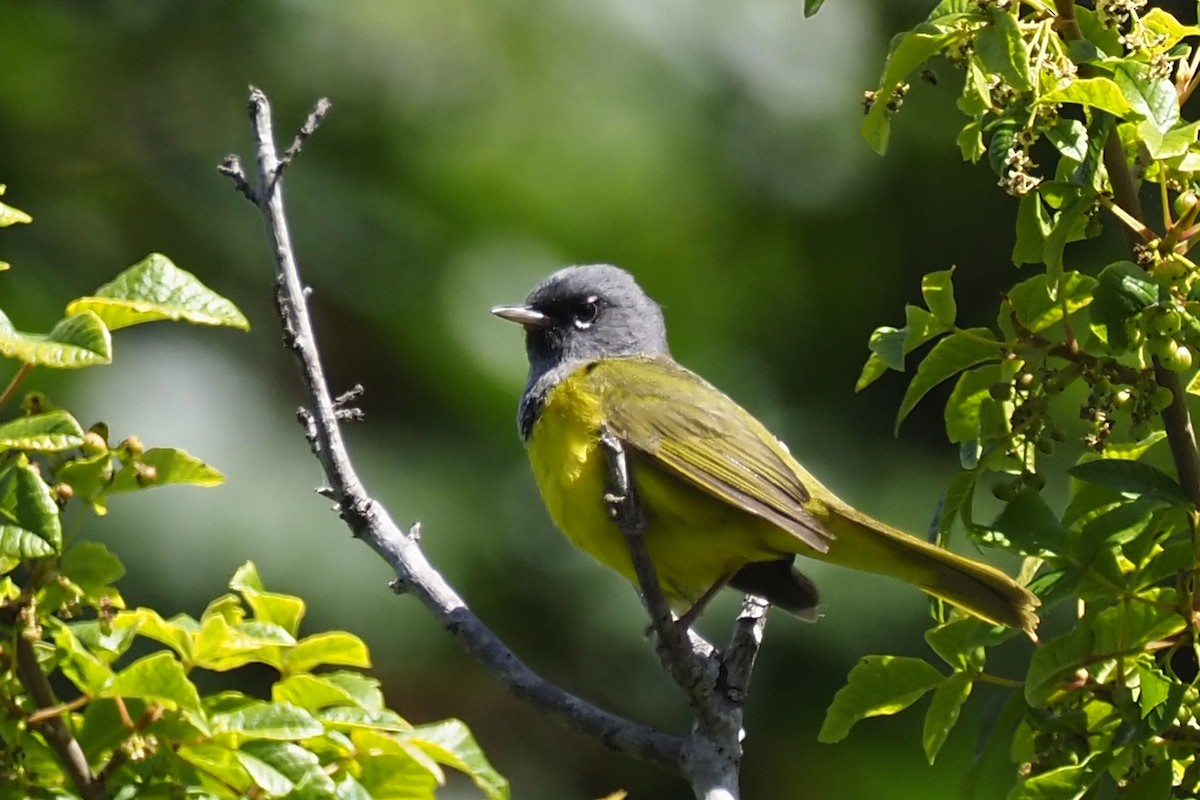 MacGillivray's Warbler - ML243630461