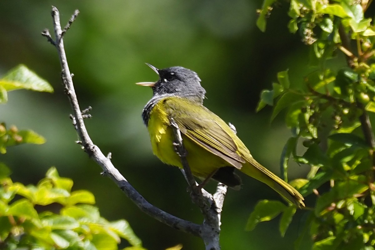 MacGillivray's Warbler - ML243630471