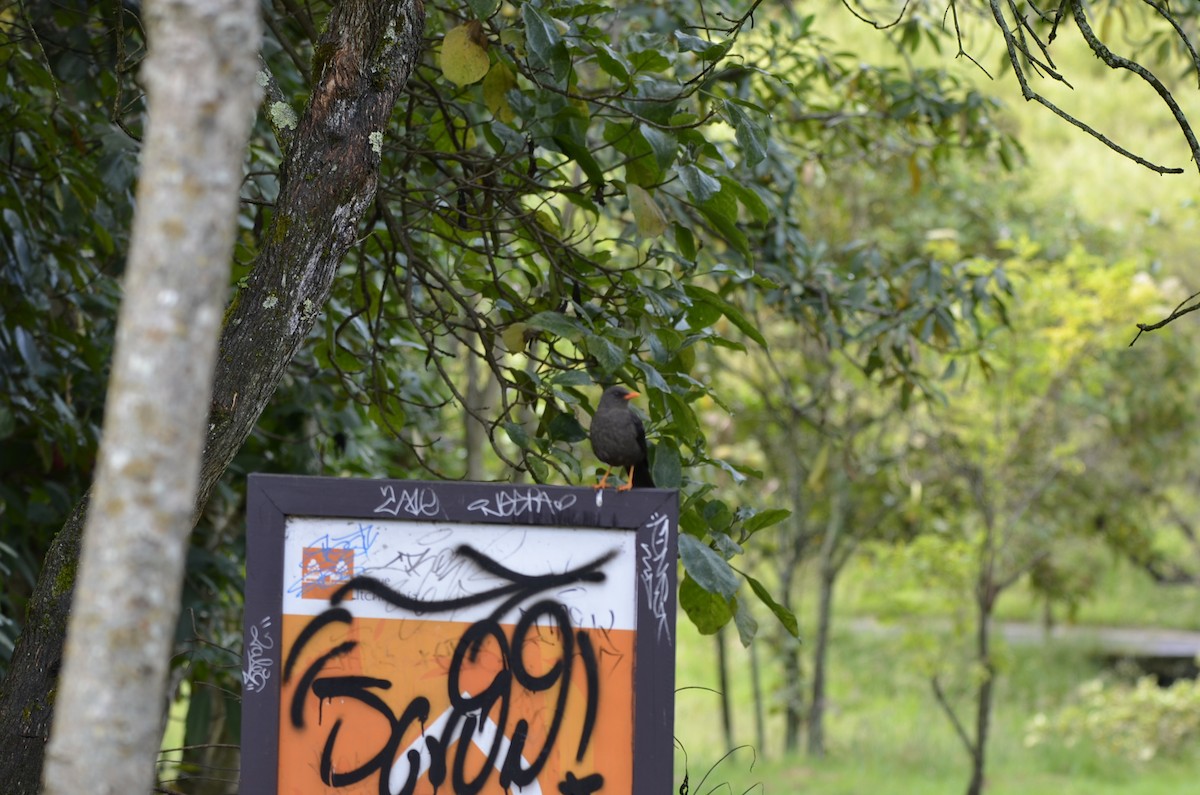 Great Thrush - ML243630531