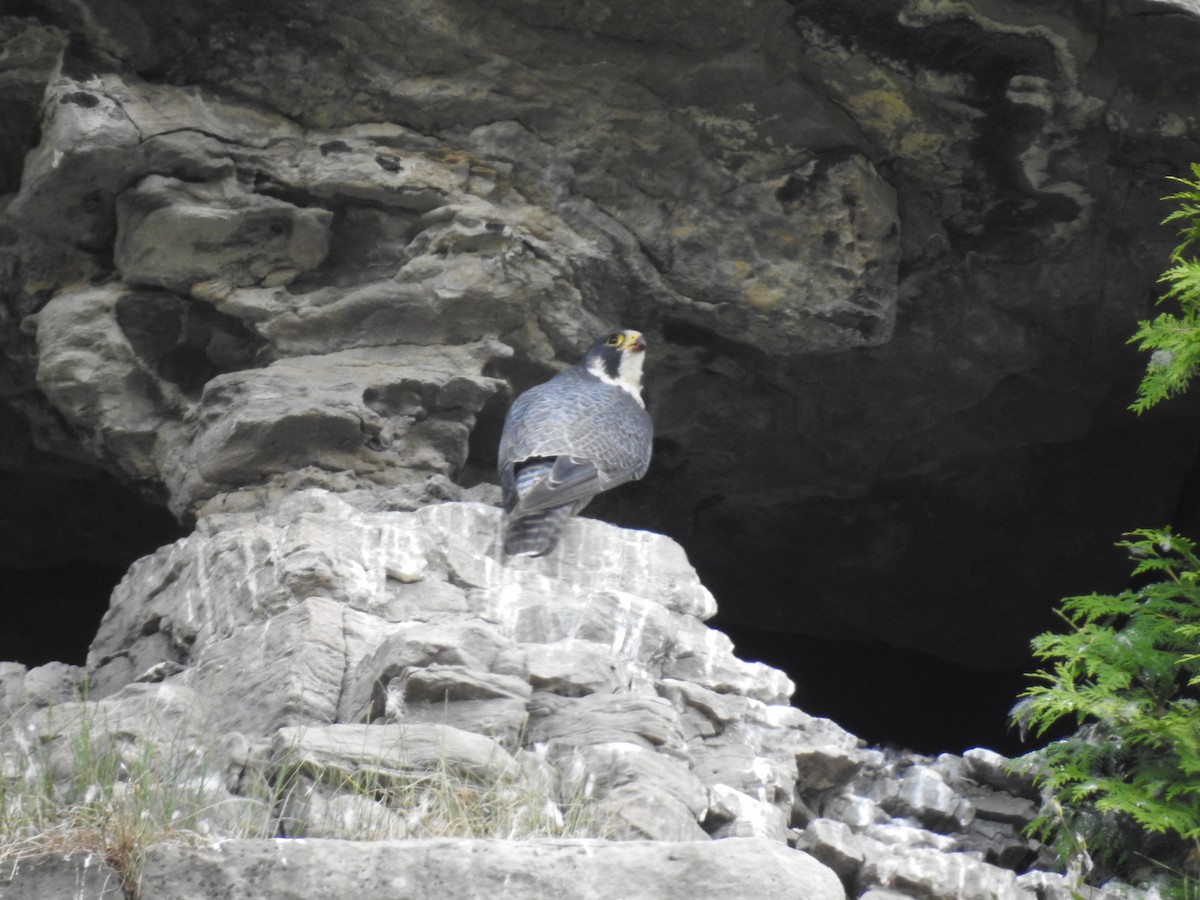 Peregrine Falcon - wally ramsey
