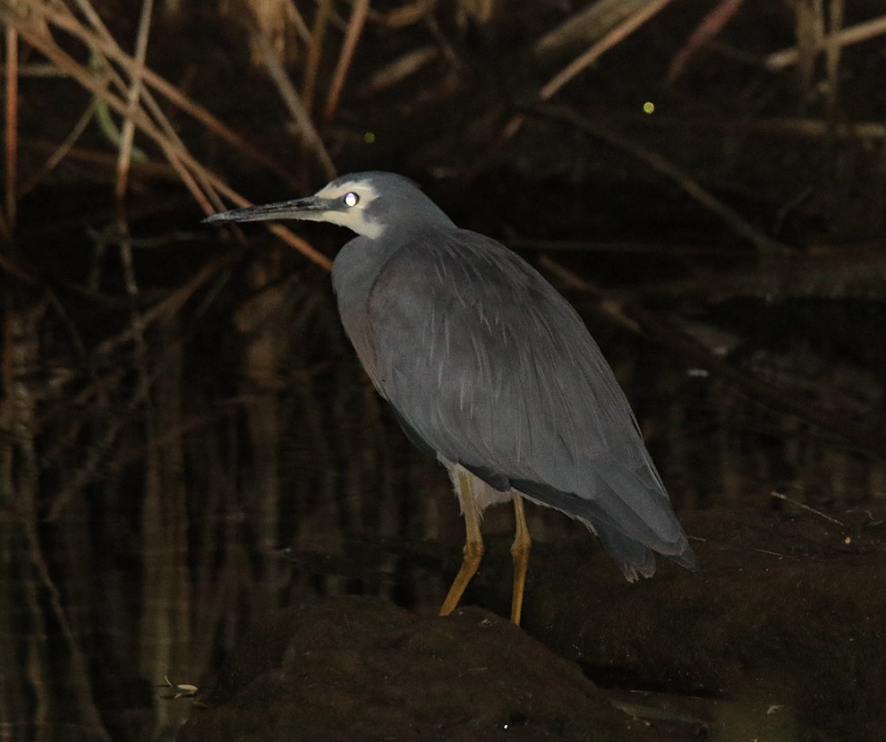 White-faced Heron - ML243630661