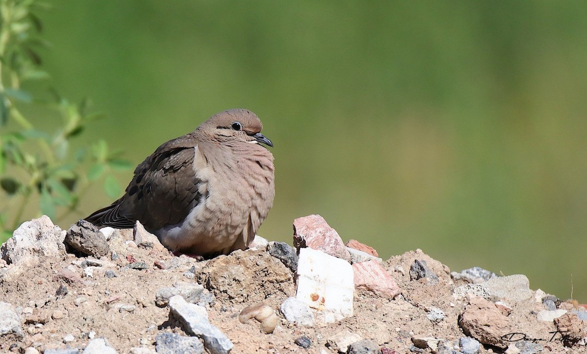 Eared Dove - Diego Trillo