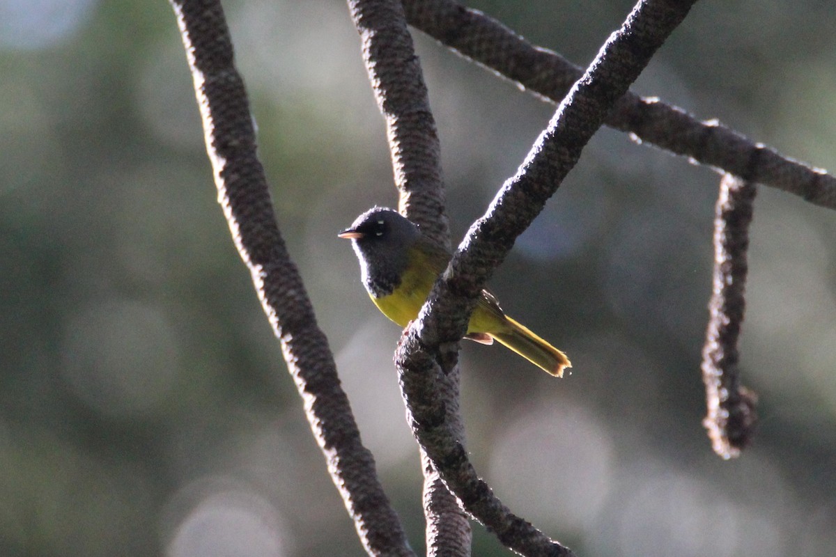 MacGillivray's Warbler - ML243632341