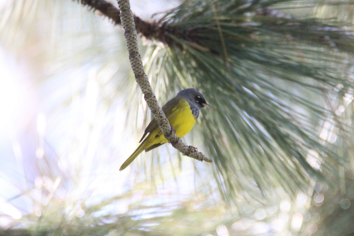 MacGillivray's Warbler - Patrick Sysiong