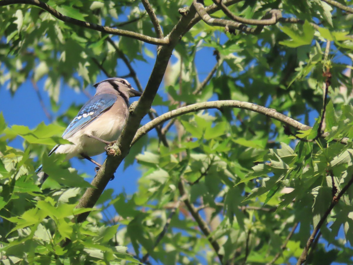 Blue Jay - Scott Clark