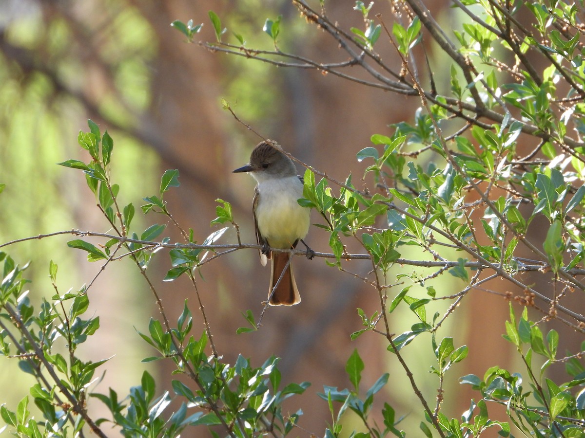 Ash-throated Flycatcher - ML243633161