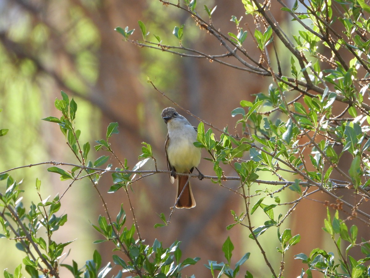 Ash-throated Flycatcher - ML243633261