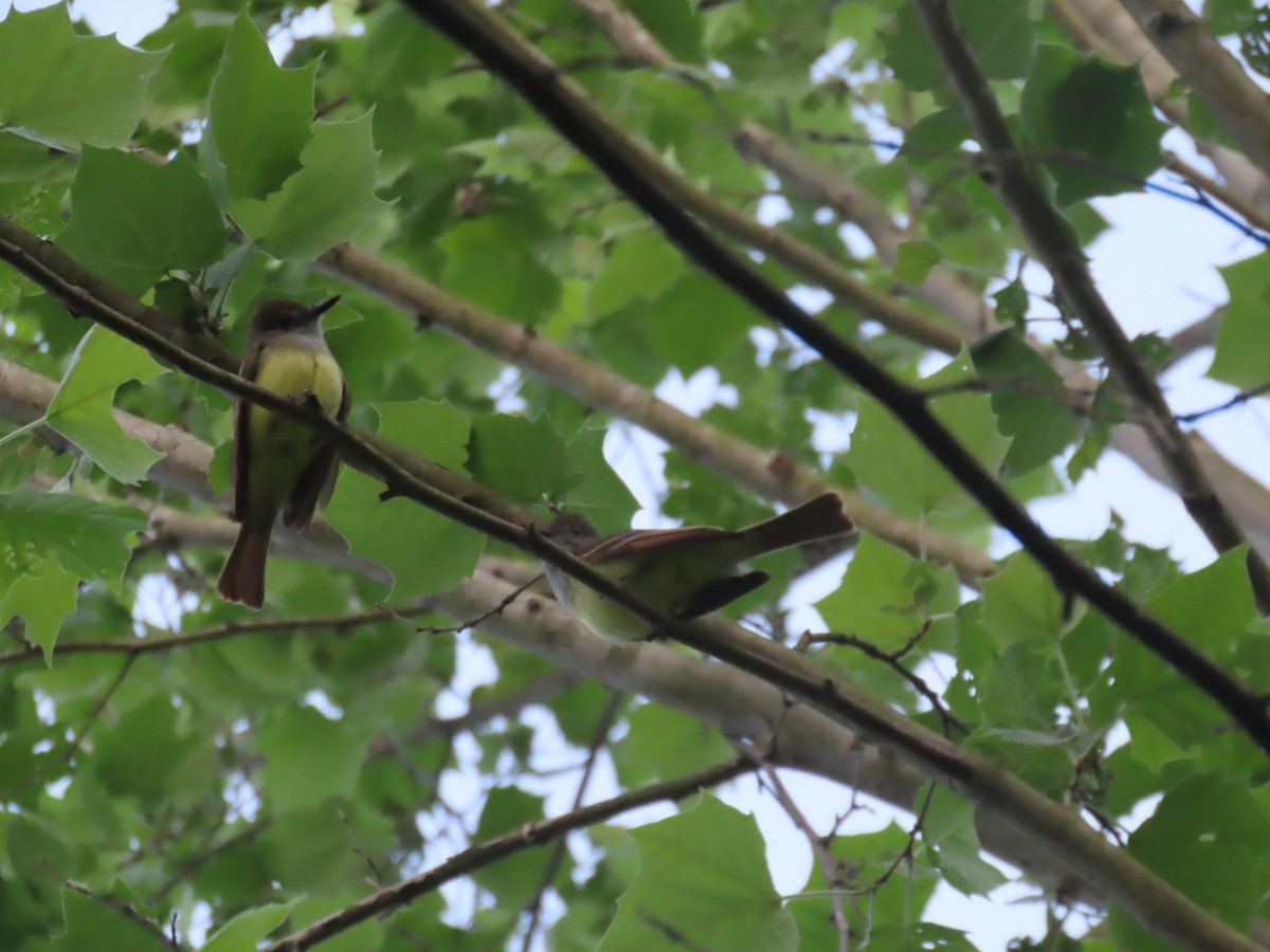 Great Crested Flycatcher - Scott Clark