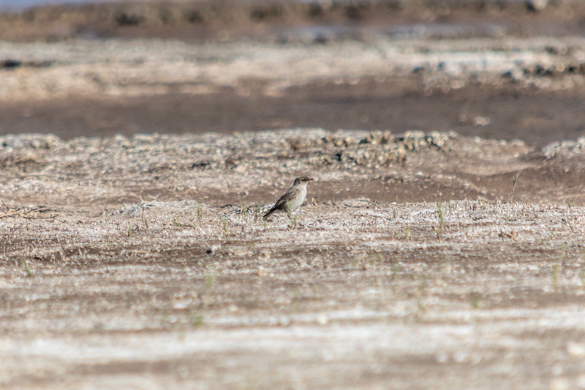 カオグロイワタイランチョウ - ML243633741