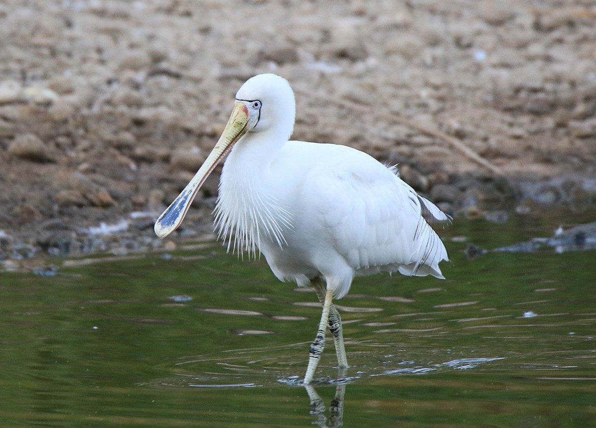 Yellow-billed Spoonbill - ML243634051
