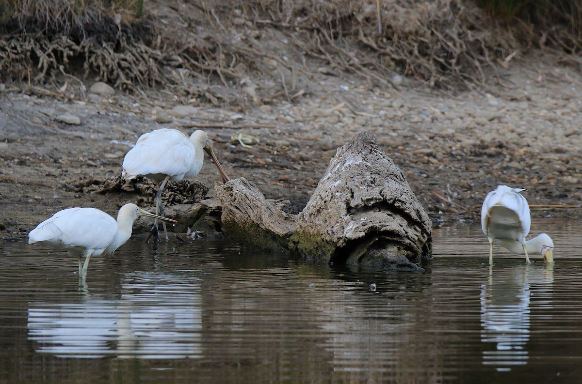 Yellow-billed Spoonbill - ML243634251