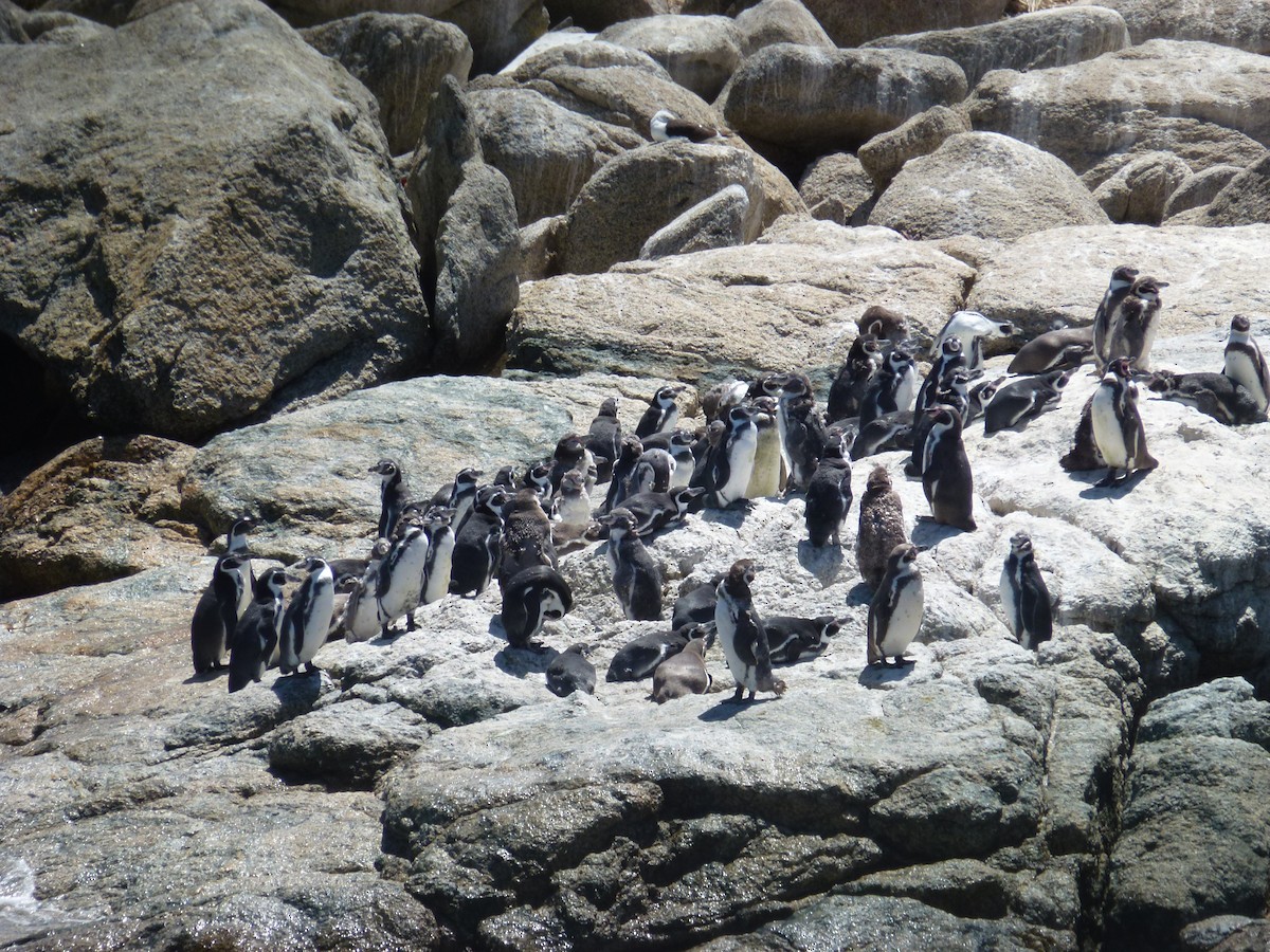 Humboldt Penguin - ML24363671