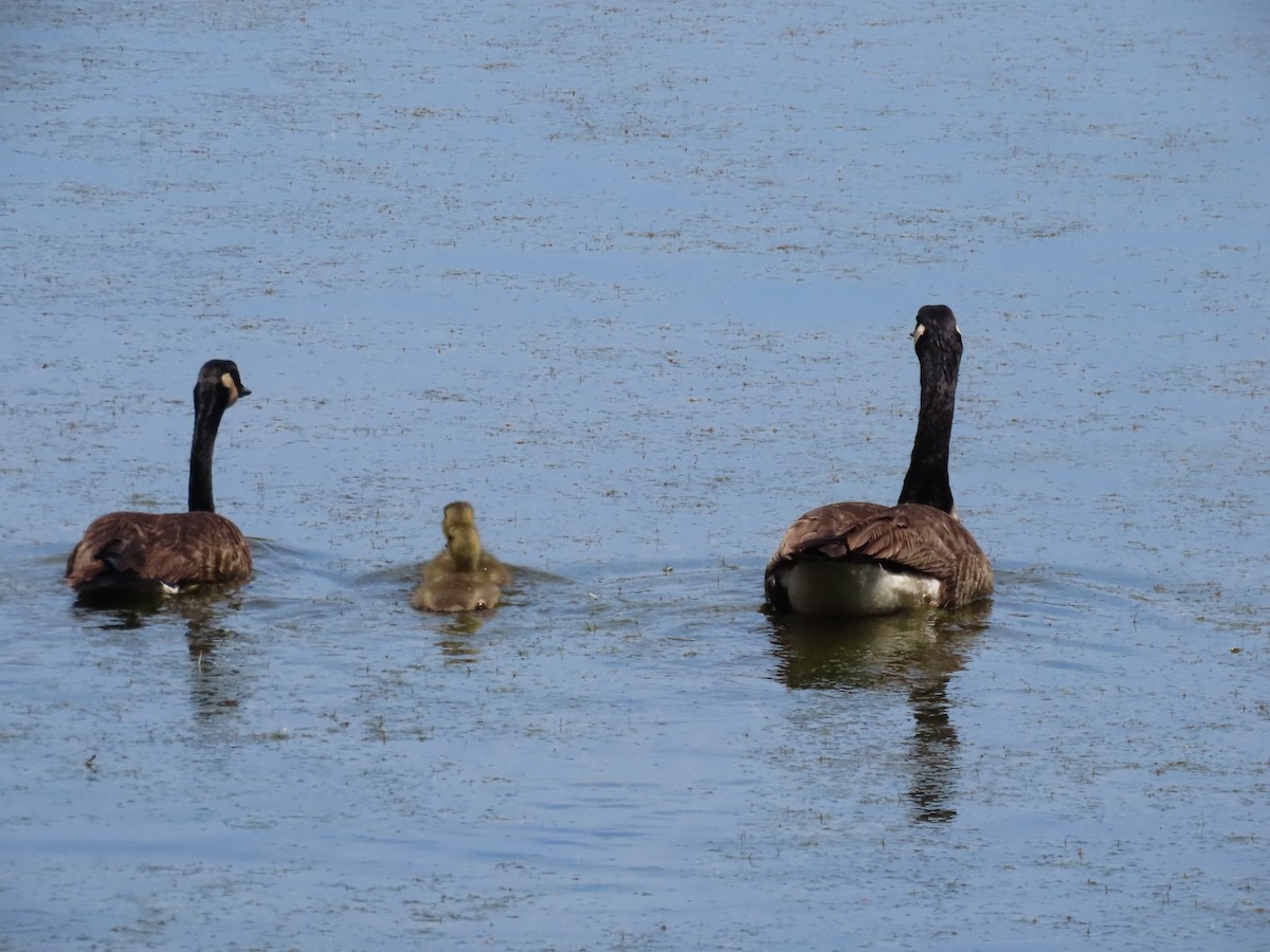 Canada Goose - Scott Clark